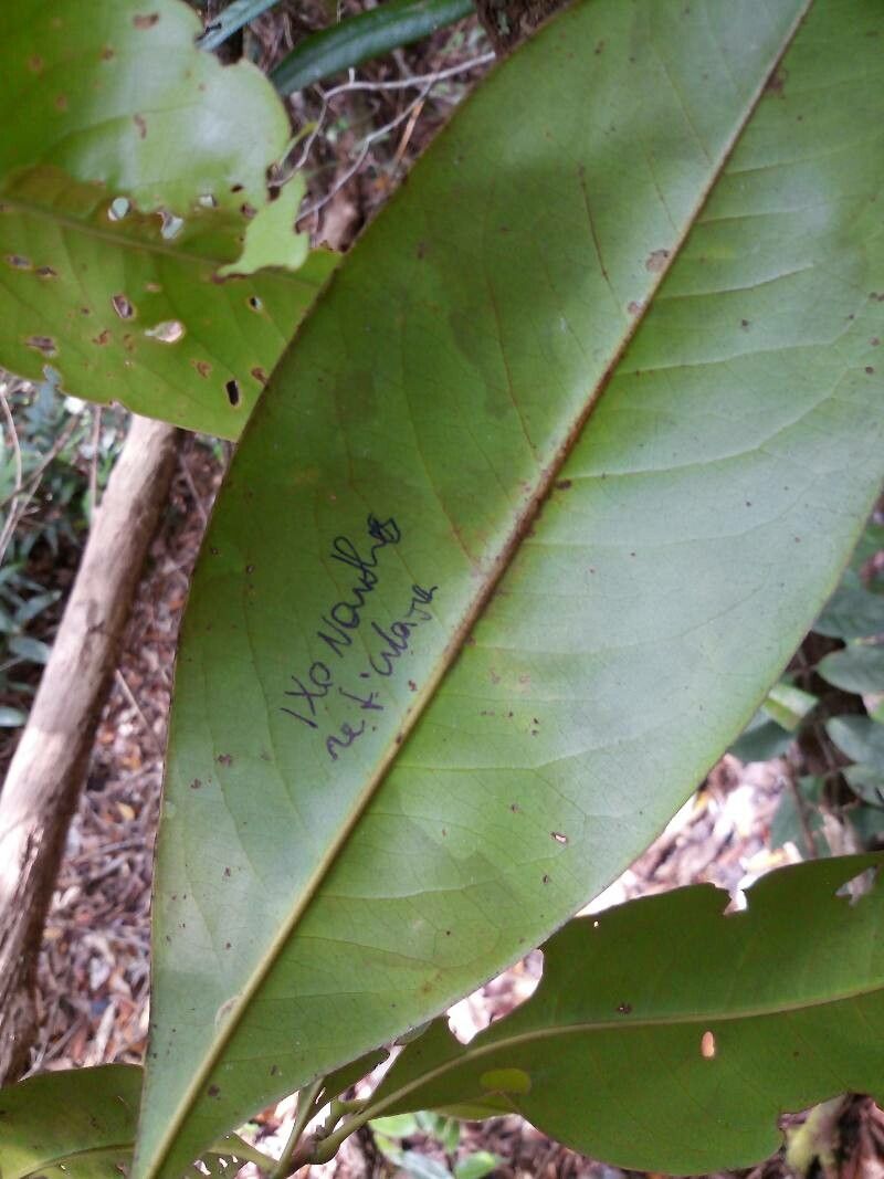 Ixonanthes reticulata — houseplant care guide