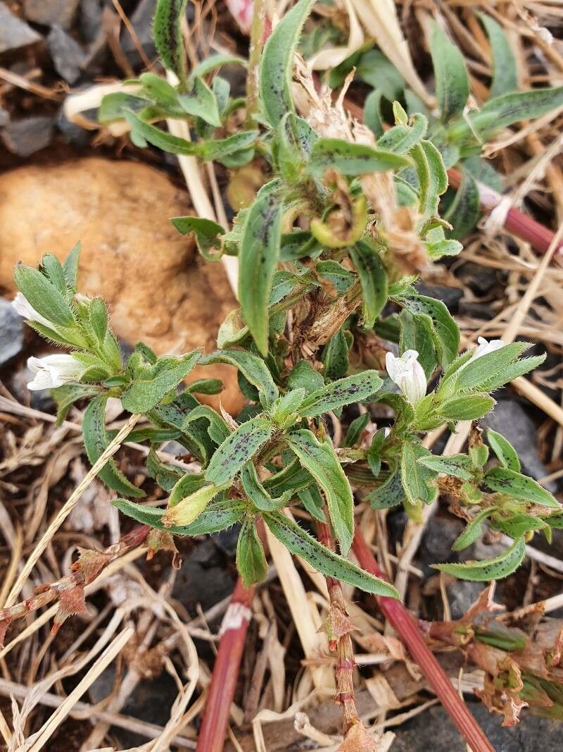 Asystasia mysorensis habit