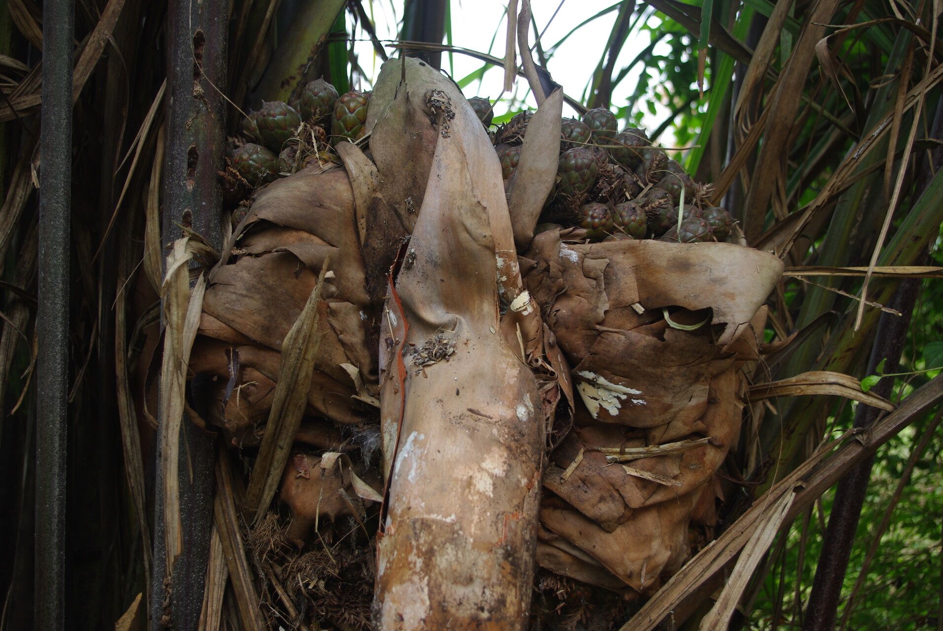 Raphia vinifera habit