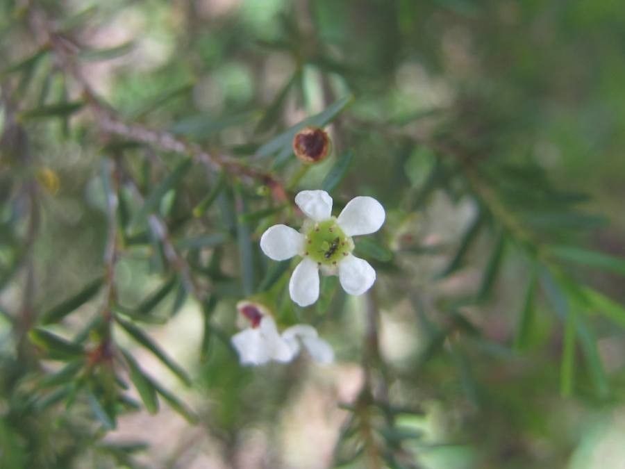 Sannantha leratii — related species from the same genus
