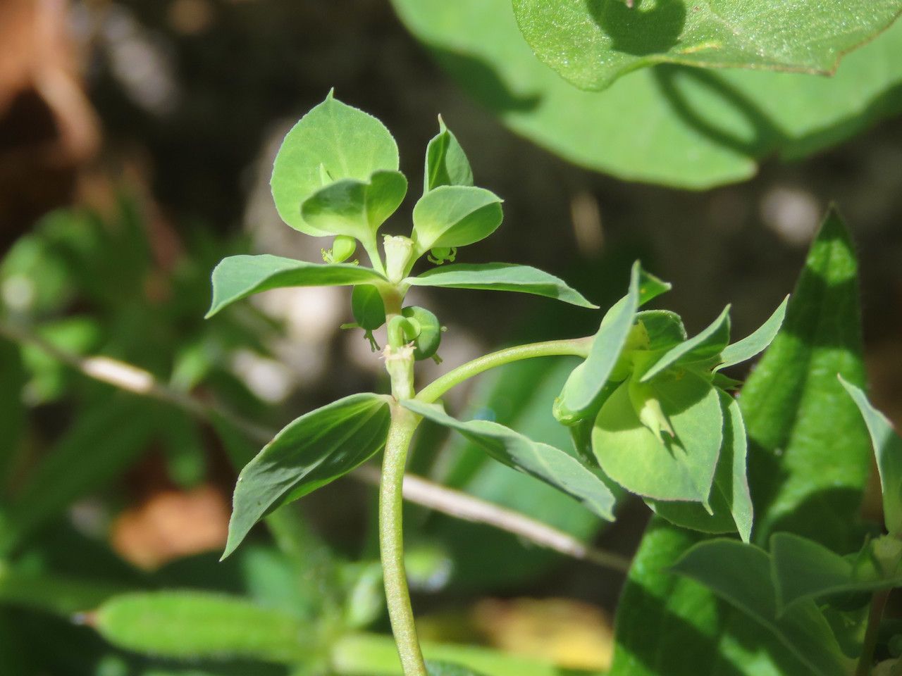 Euphorbia falcata flower