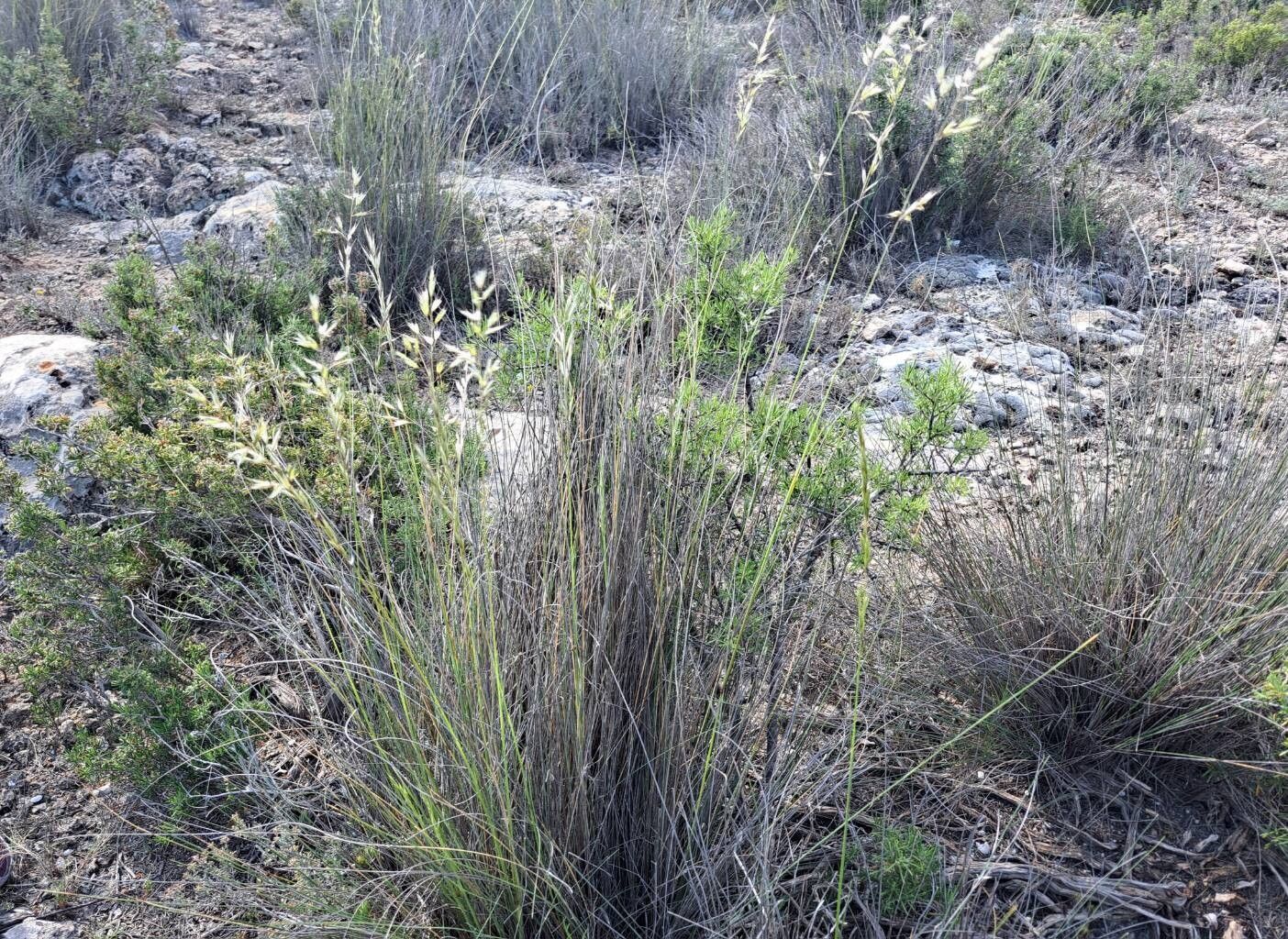 Helictotrichon filifolium habit