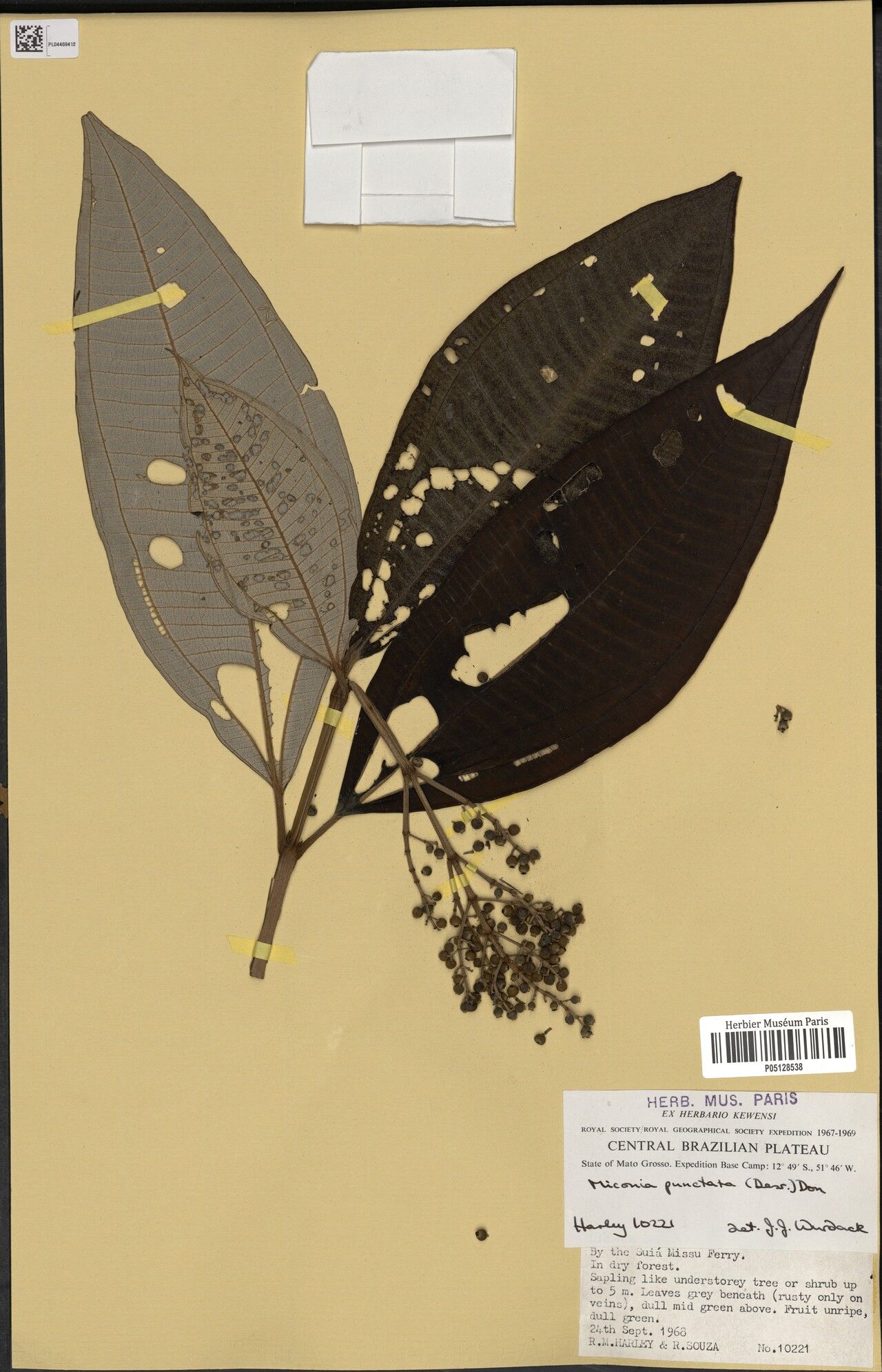 Miconia cowanii leaf