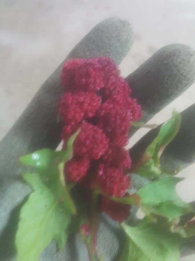 Chenopodium rubrum fruit