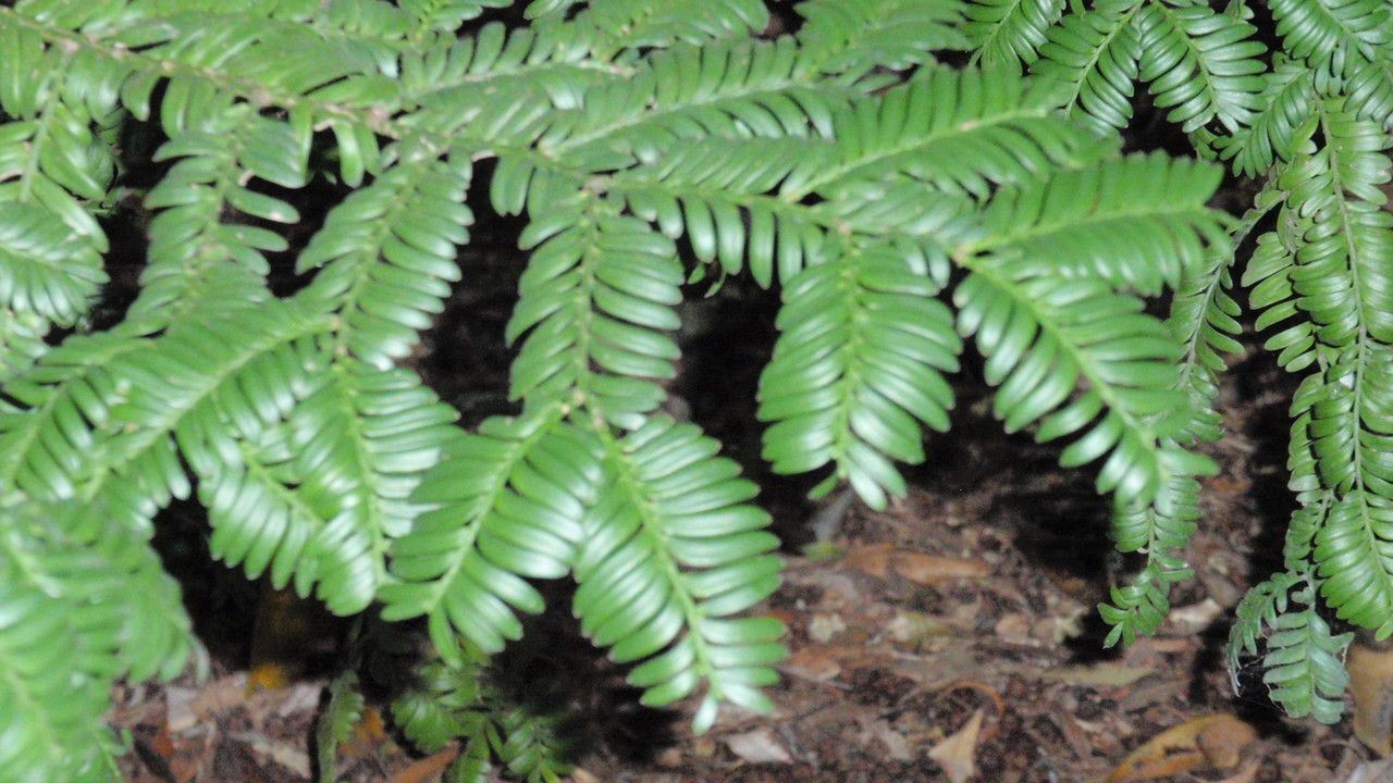 Prumnopitys ladei leaf