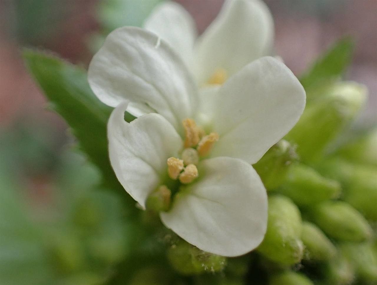 Arabis turrita flower
