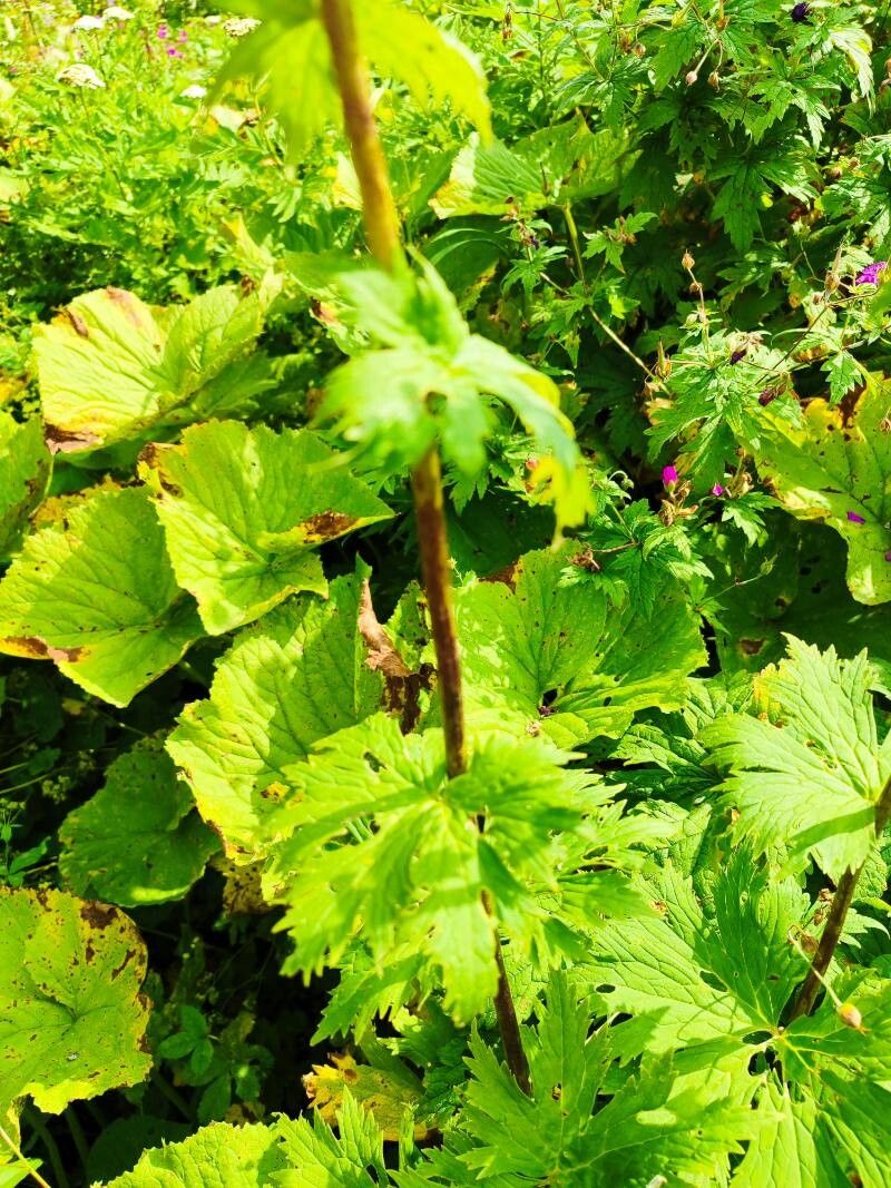 Aconitum orientale other