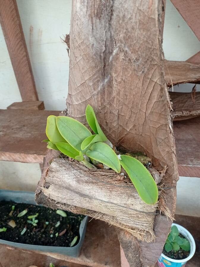 Cattleya nobilior leaf