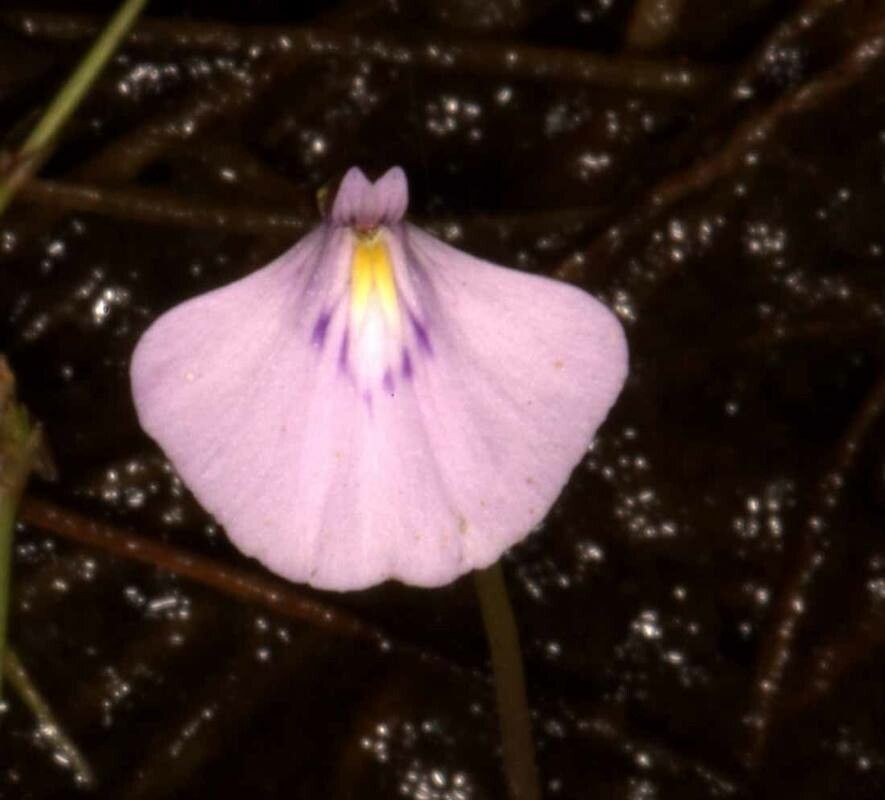 Utricularia hamiltonii — search result for 'Utricularia'