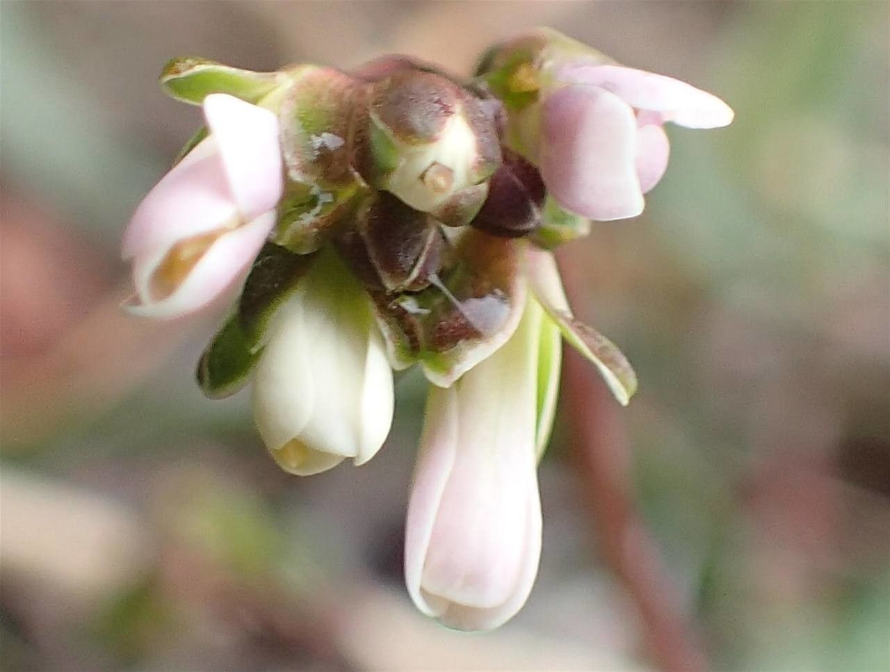 Arabis scabra flower