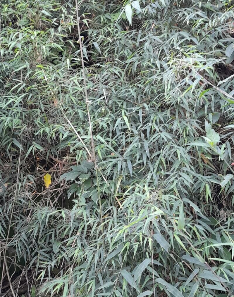 Chusquea ramosissima habit