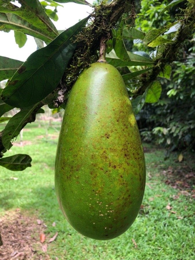 Crescentia cujete fruit