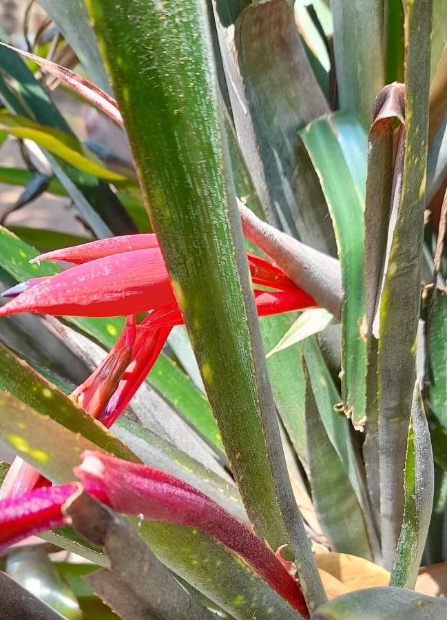 Billbergia saundersii — search result for 'Billbergia'