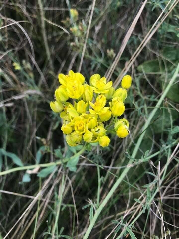 Haplophyllum linifolium flower