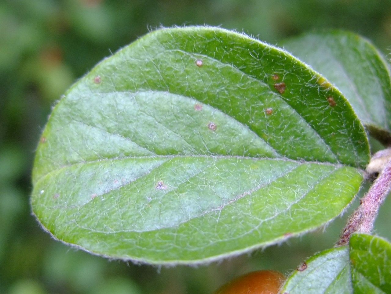 Cotoneaster kitaibelii — houseplant care guide
