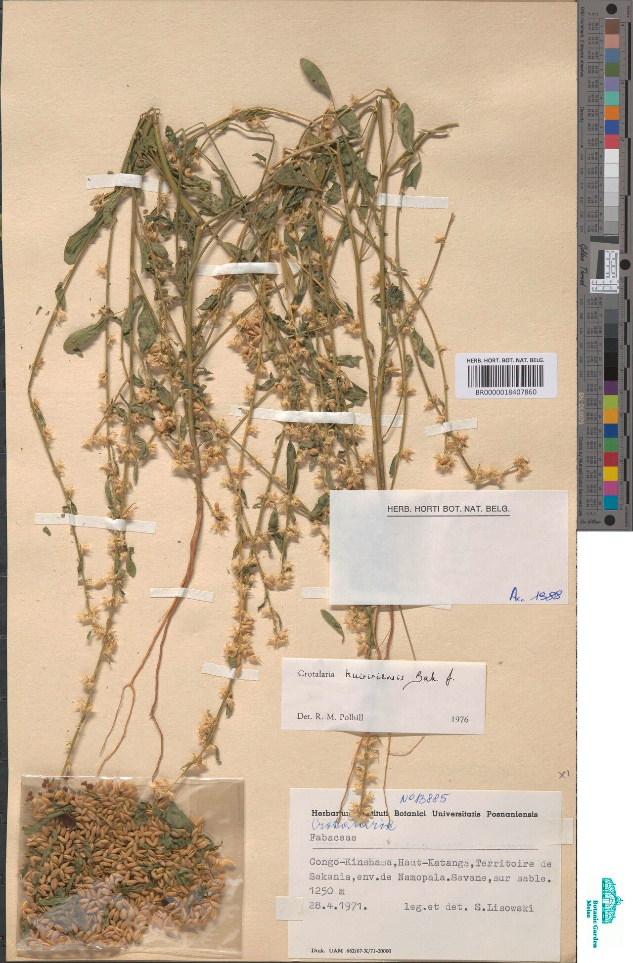 Crotalaria kuiririensis — houseplant care guide