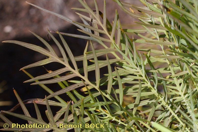 Sonchus arboreus habit
