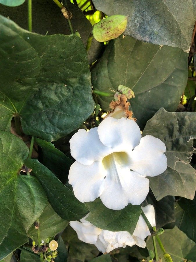 Thunbergia grandiflora flower