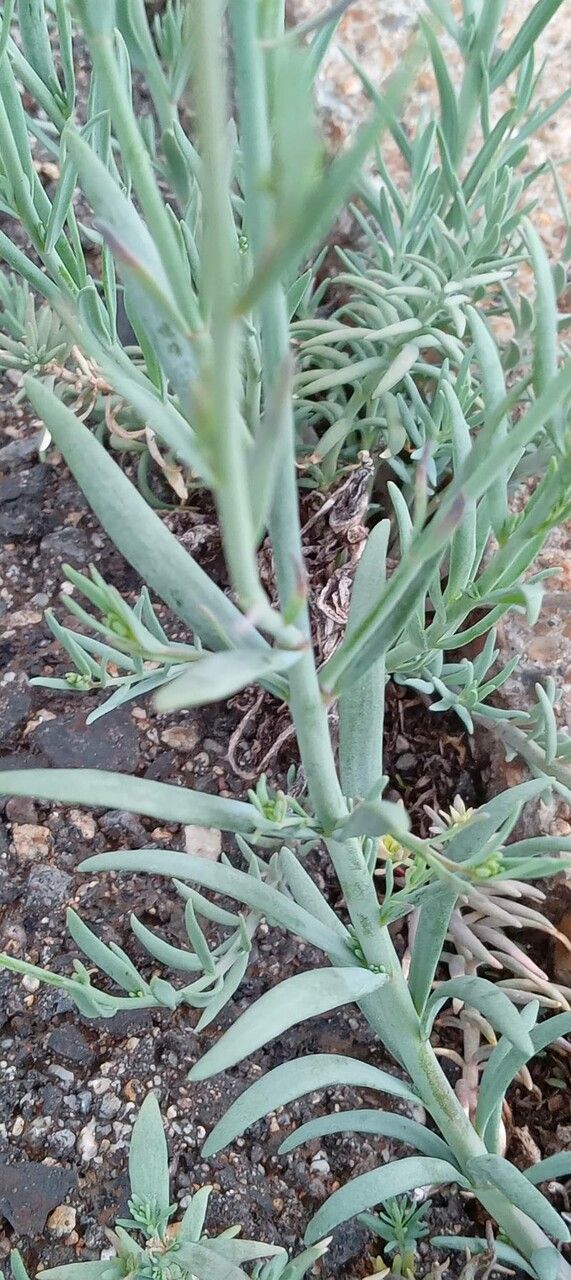 Linaria simplex — search result for 'Linaria'