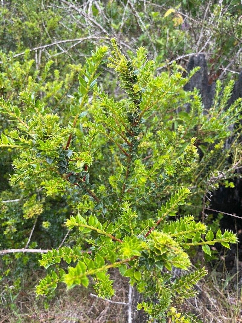 Metrosideros stipularis leaf