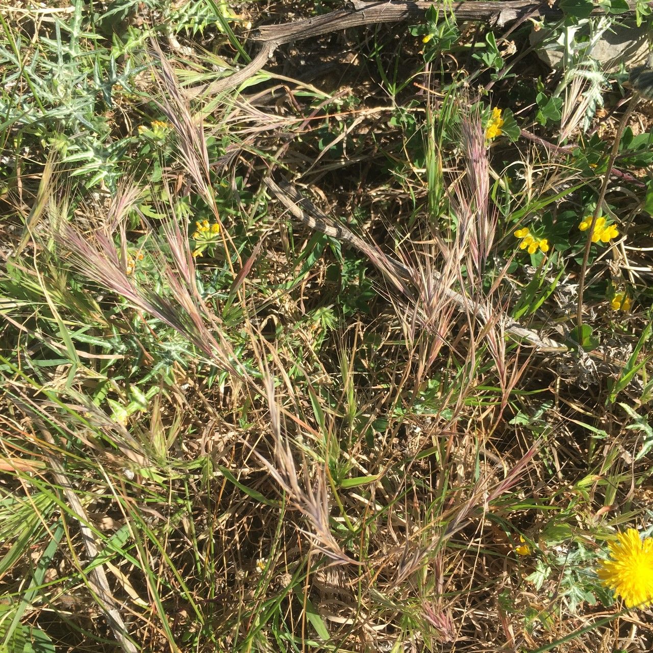 Eragrostis tef habit