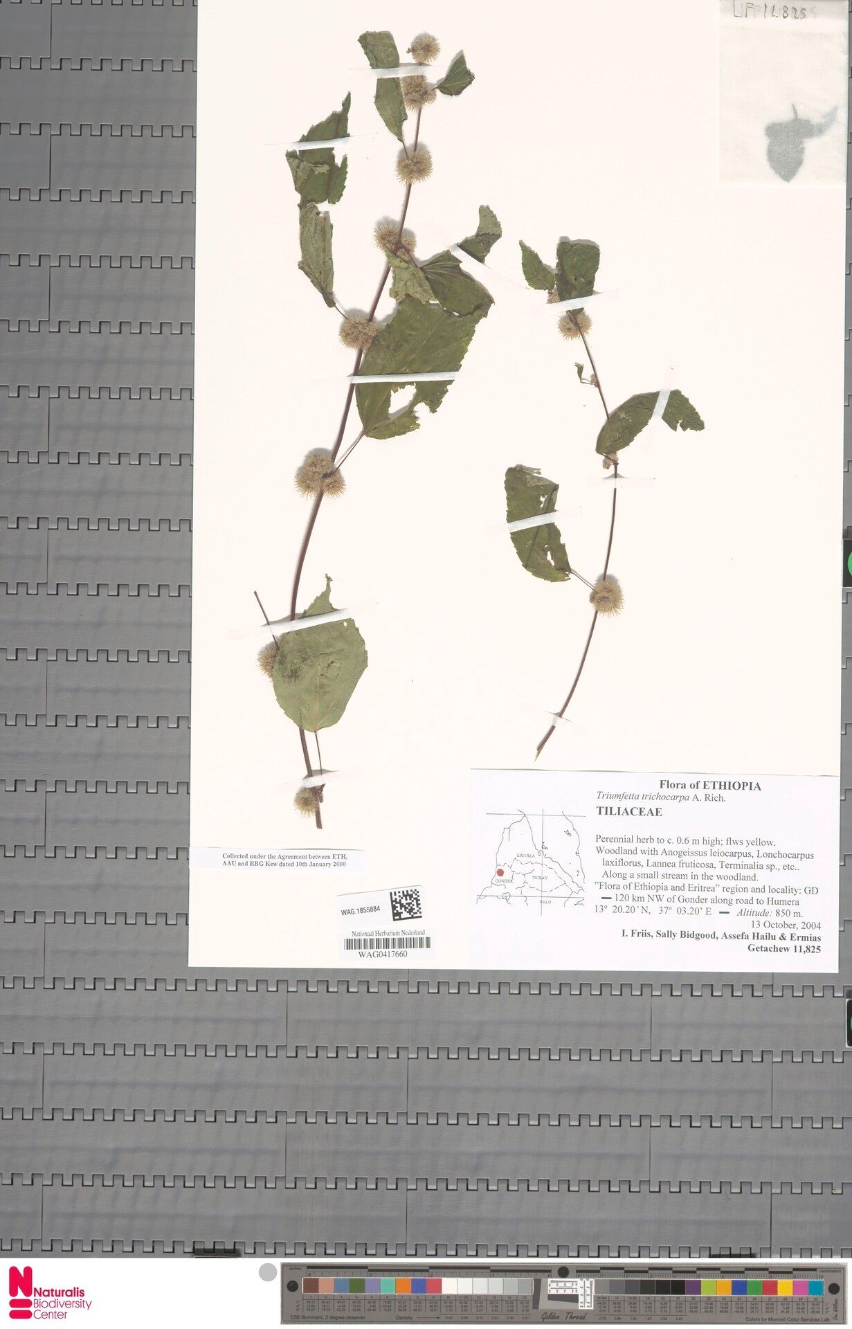 Triumfetta trichocarpa — houseplant care guide