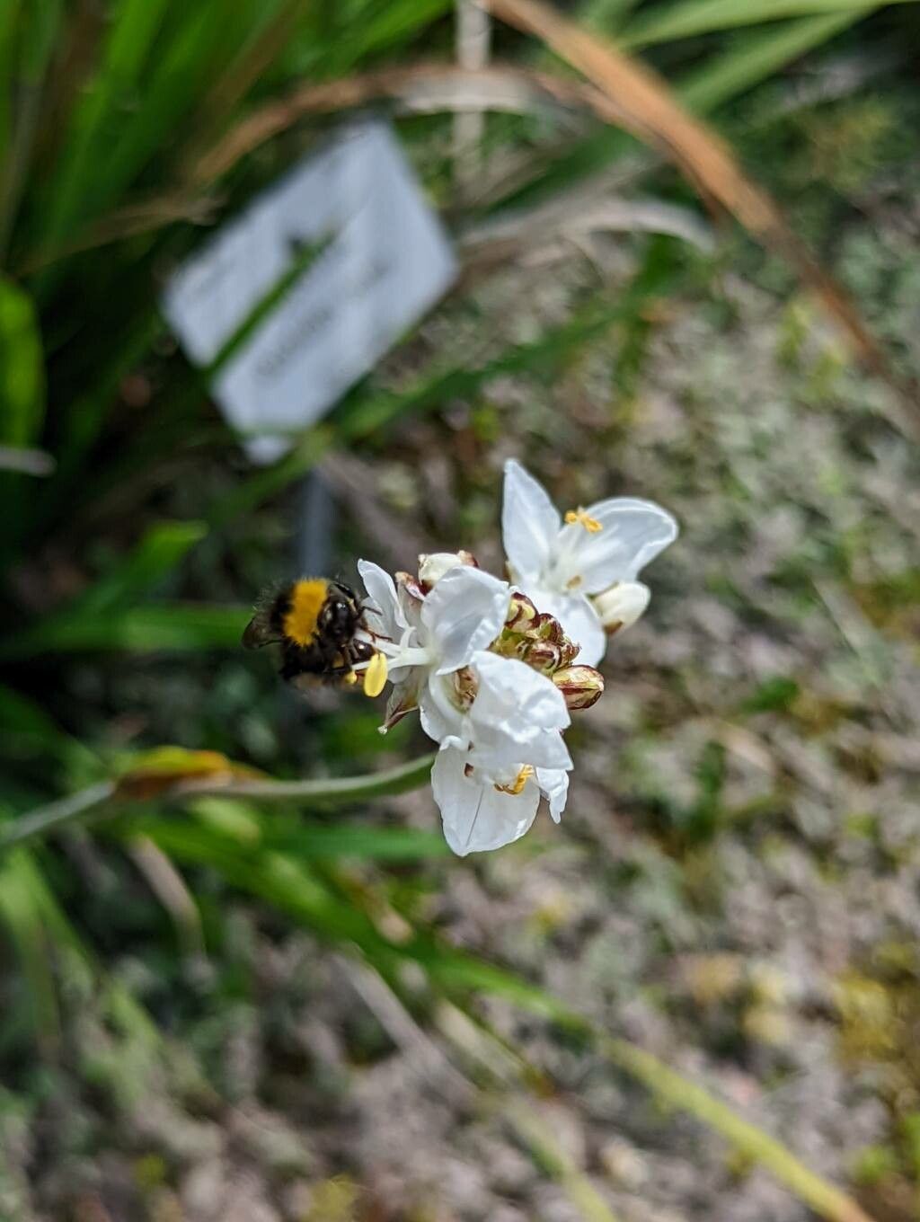Libertia ixioides flower