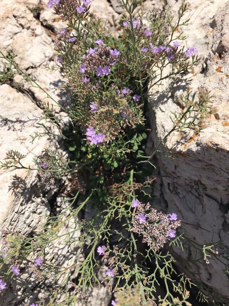 Limonium cordatum habit