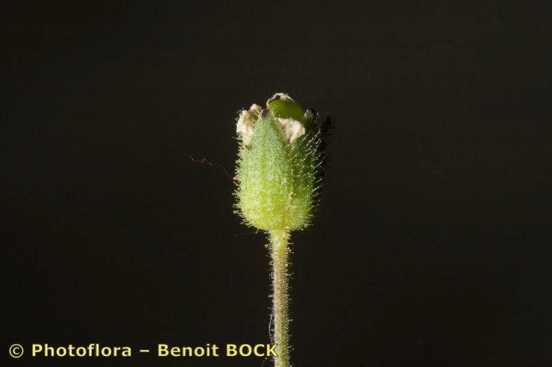 Arenaria hispanica fruit