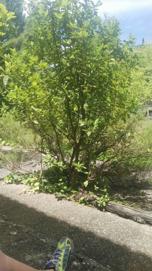 Myrica hartwegii — search result for 'Myrica'