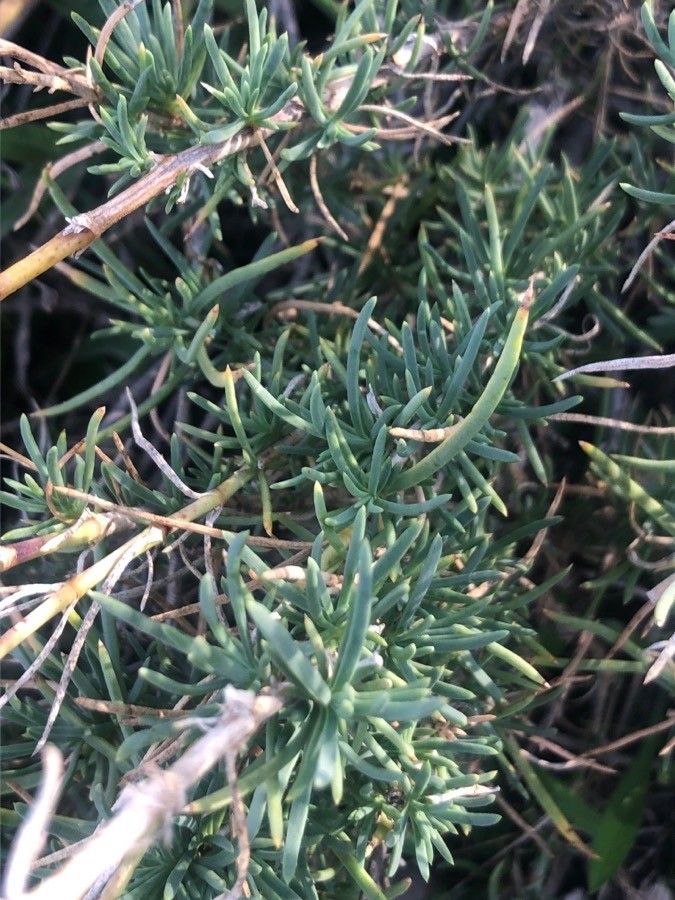 Gypsophila struthium — search result for 'Gypsophila'