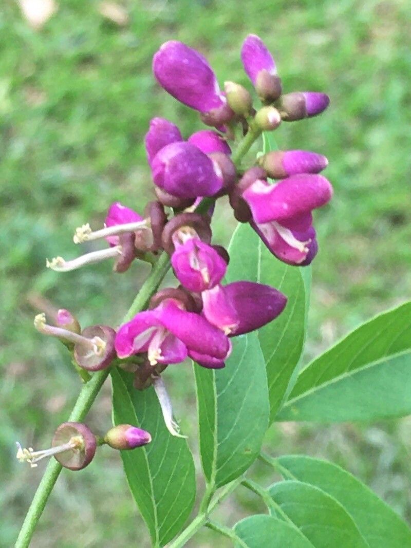 Lonchocarpus parviflorus flower