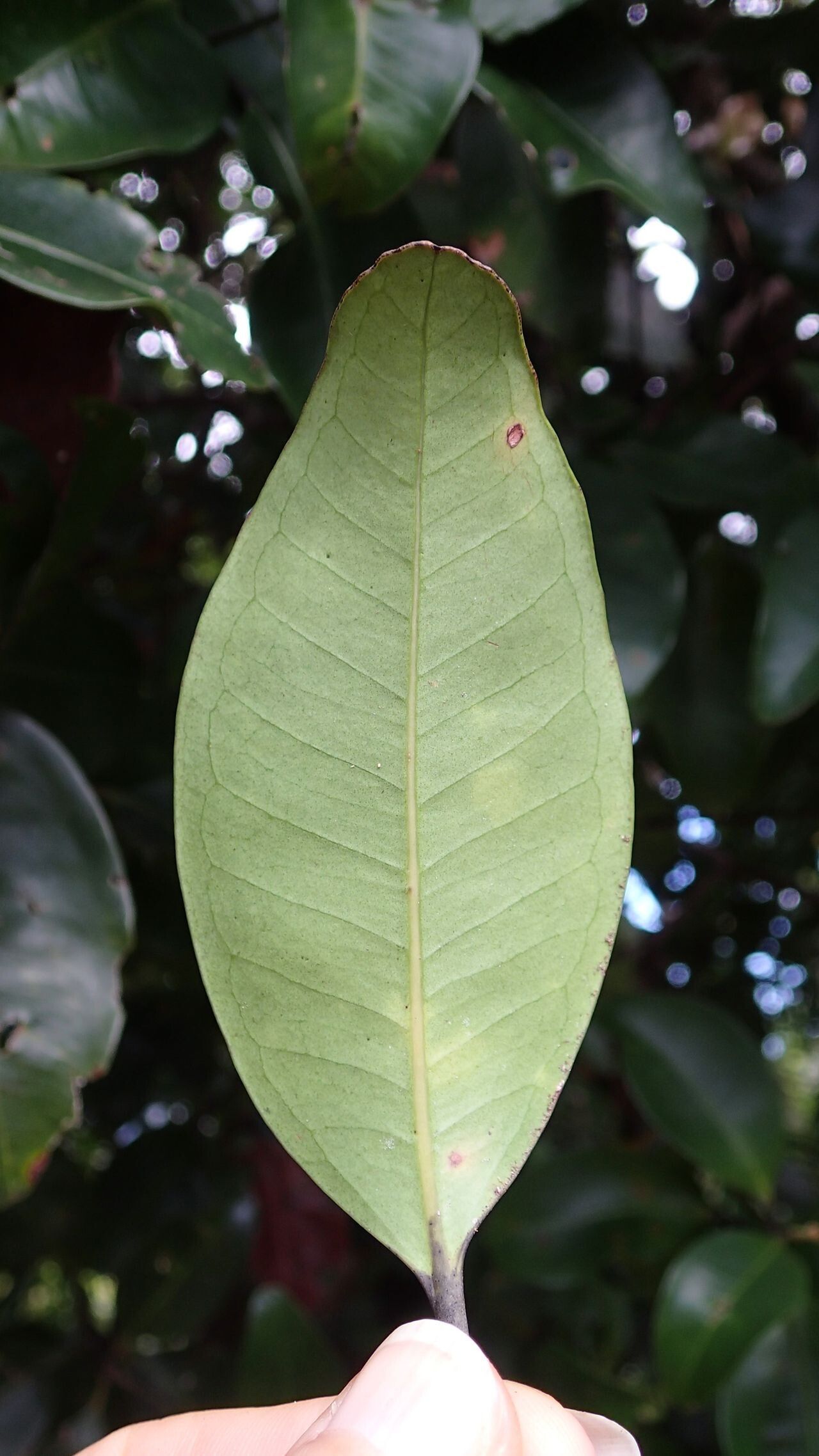 Syzygium mouanum — houseplant care guide