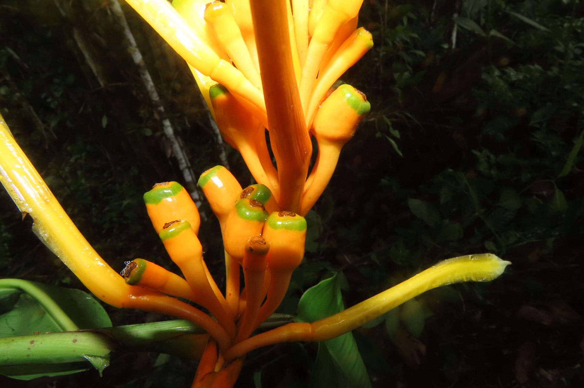 Heliconia wilsonii flower