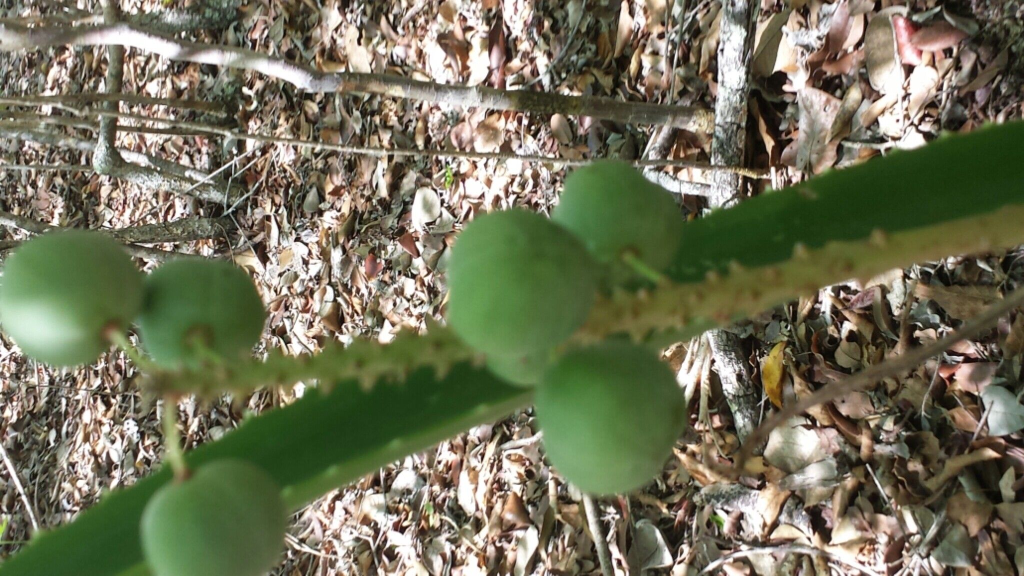 Aloe occidentalis fruit