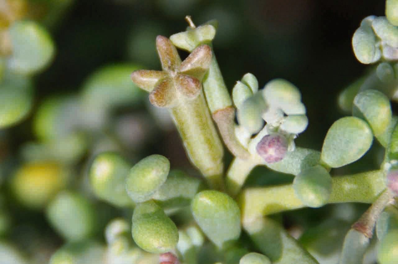 Tetraena gaetula flower