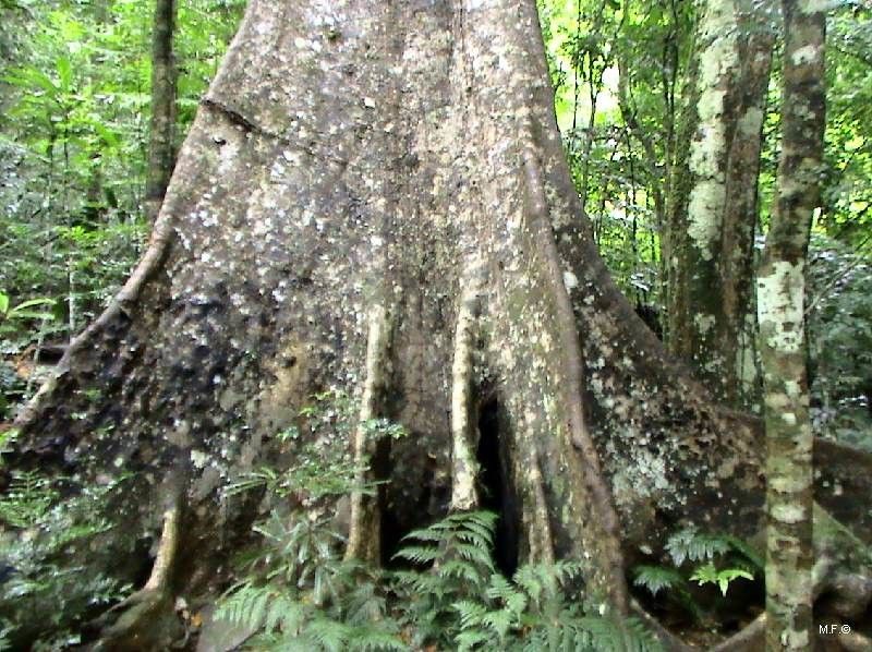 Sloanea koghiensis — houseplant care guide