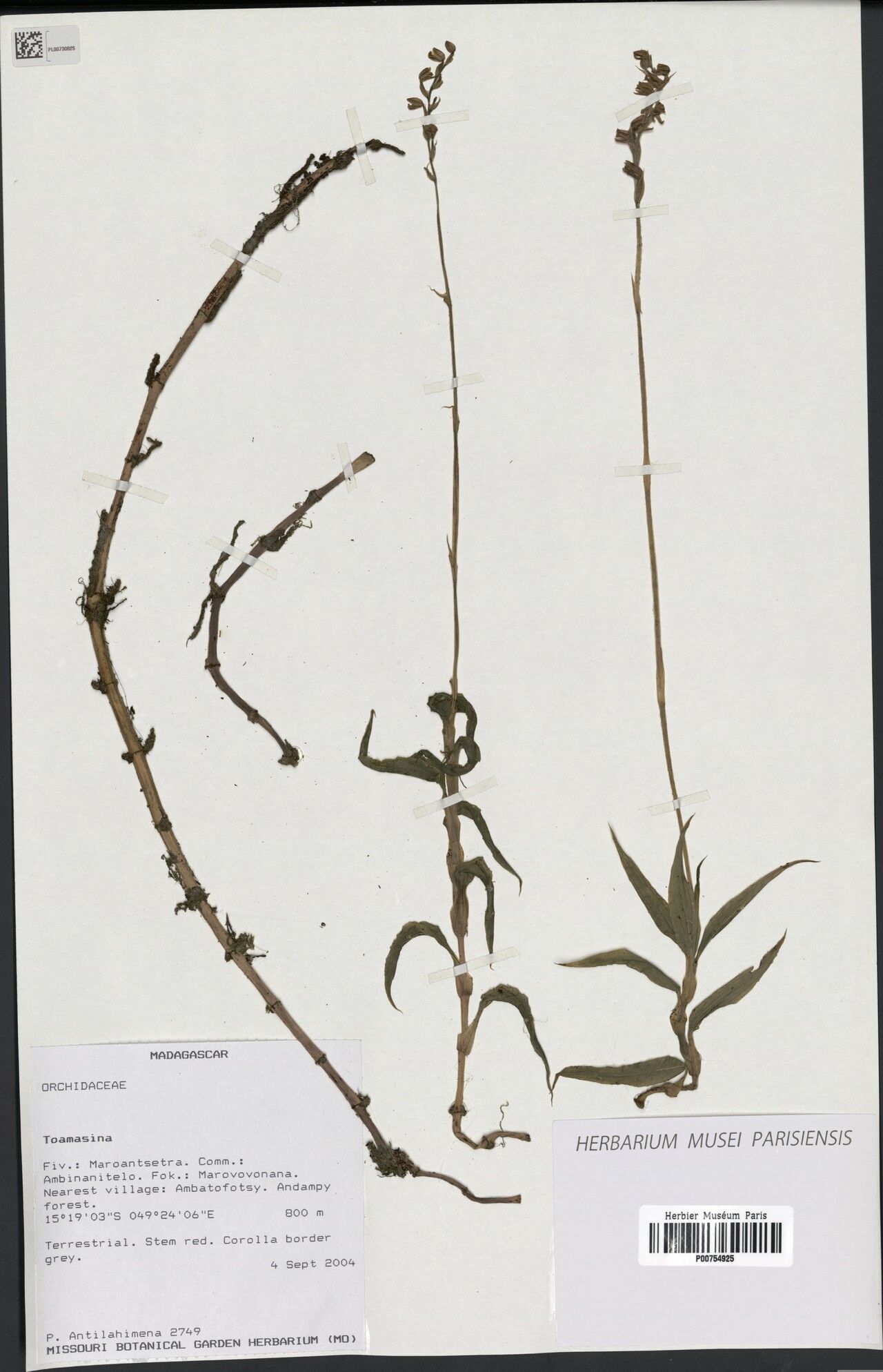 Zeuxine madagascariensis — related species from the same genus