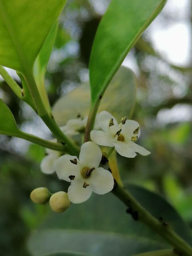 Ilex canariensis flower