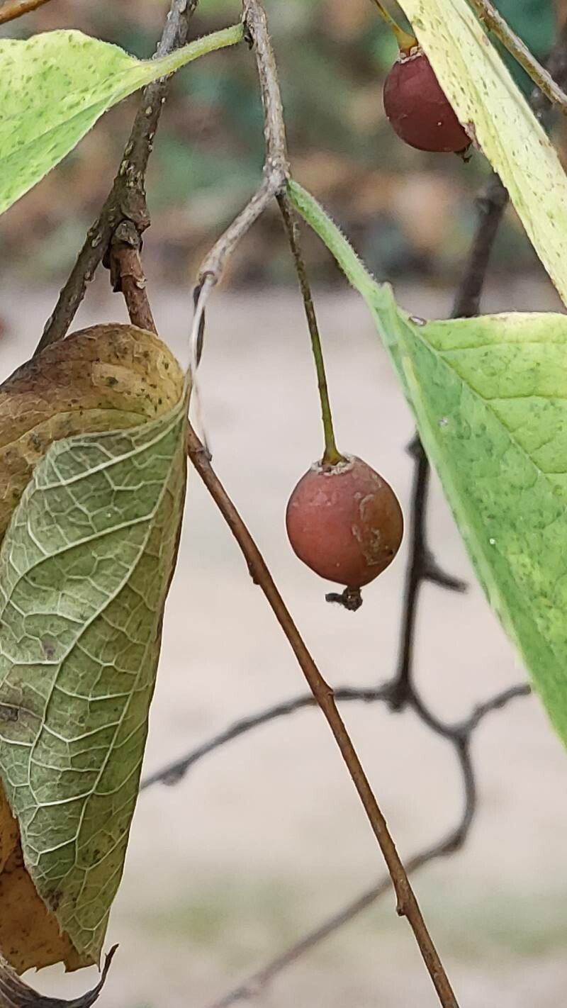Celtis jessoensis fruit