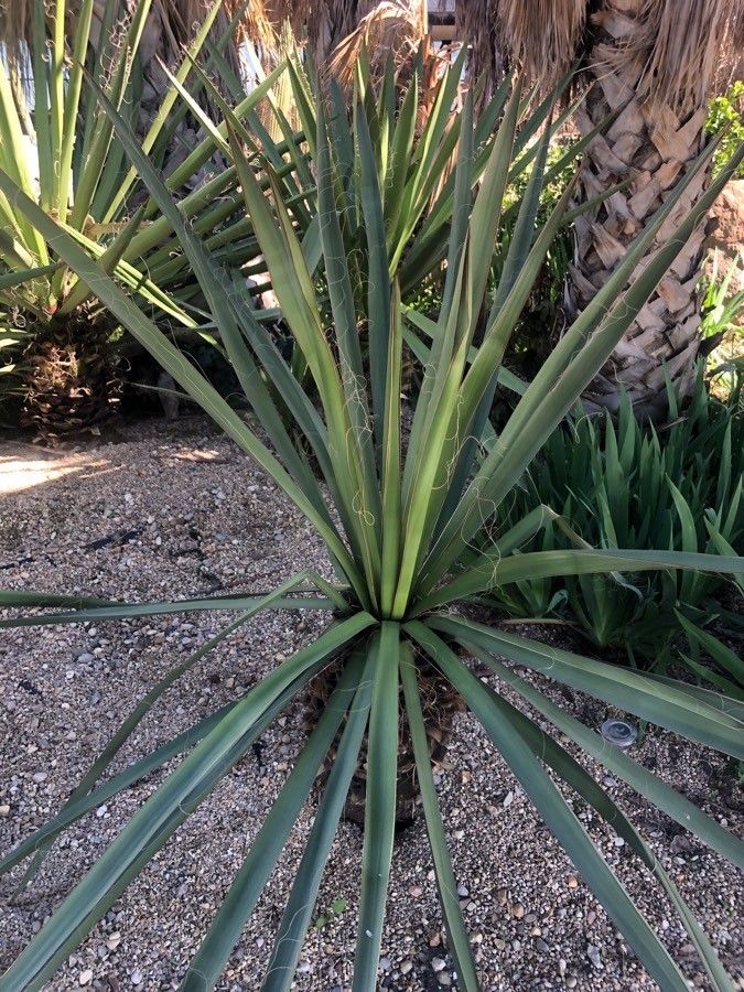 Yucca treculeana leaf