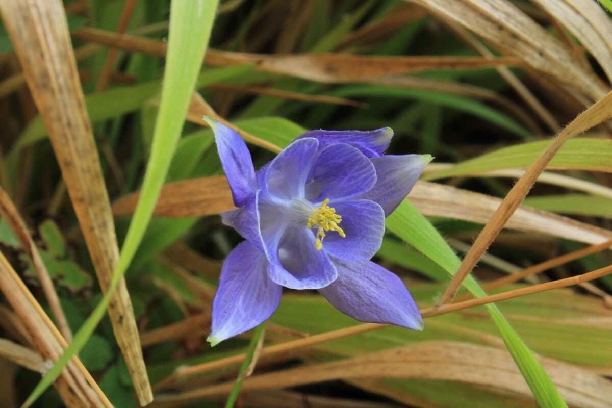 Aquilegia cazorlensis flower