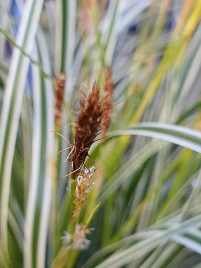Carex ornithopoda flower