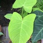 Xanthosoma sagittifolium