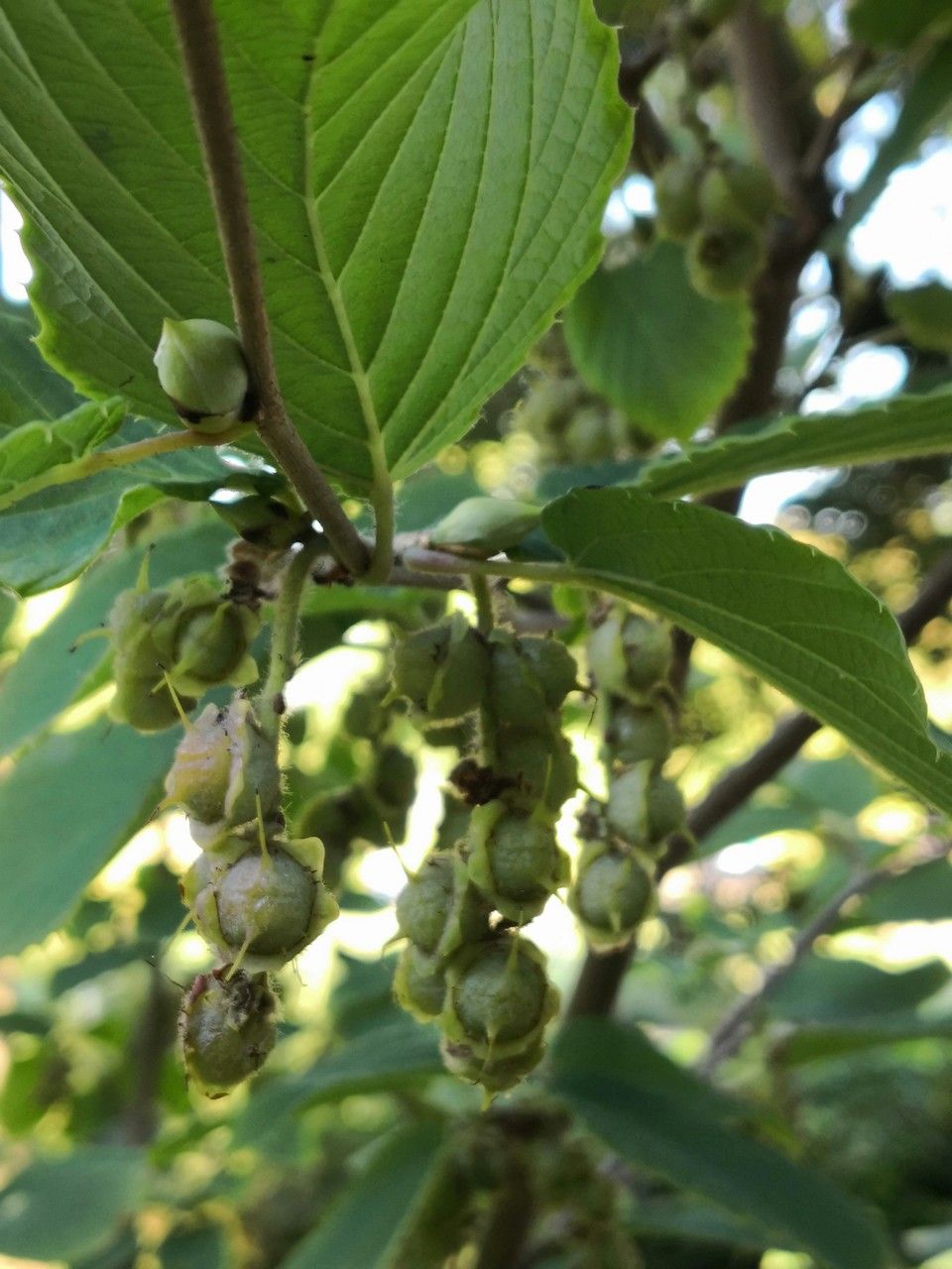Corylopsis sinensis fruit