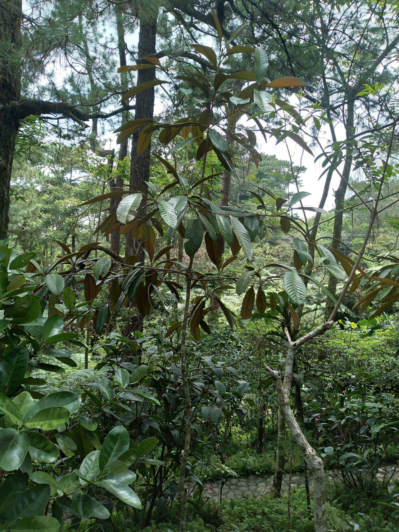 Saurauia napaulensis — related species from the same genus