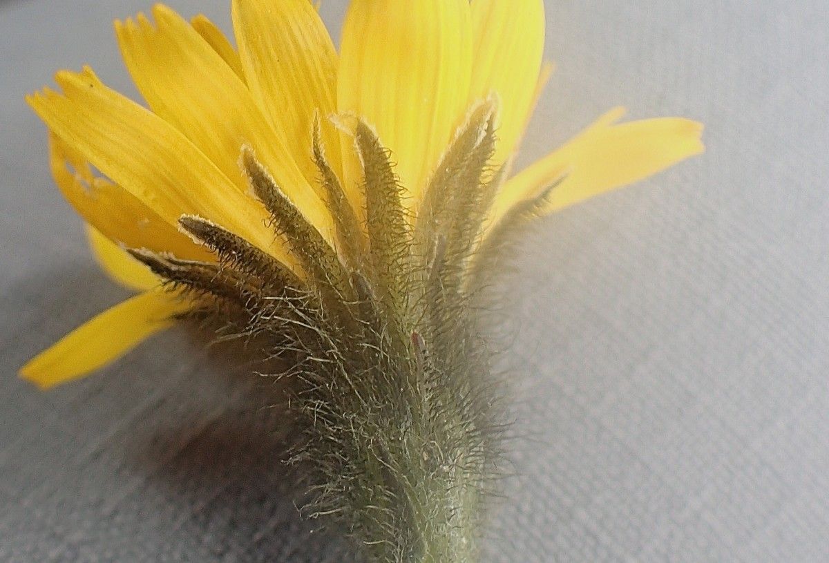 Crepis rhaetica flower