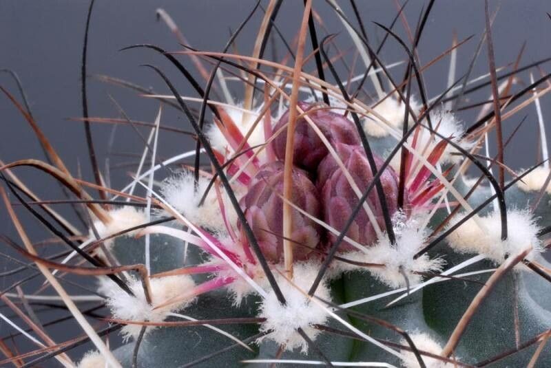 Sclerocactus glaucus — related species from the same genus