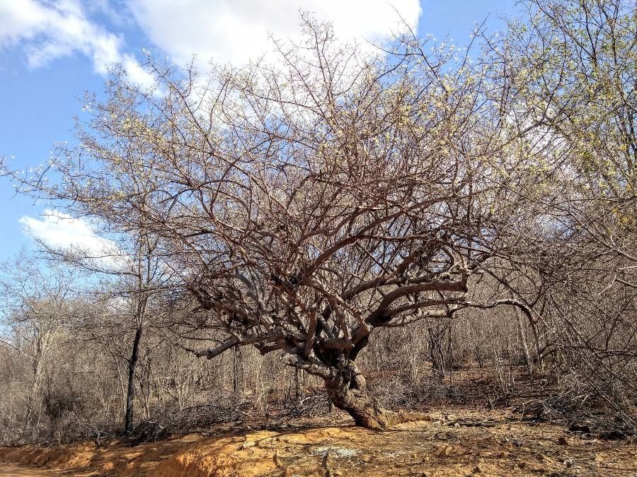 Spondias tuberosa bark