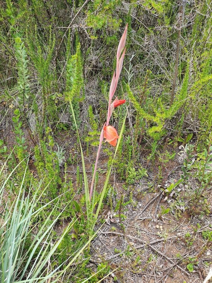Gladiolus watsonioides habit